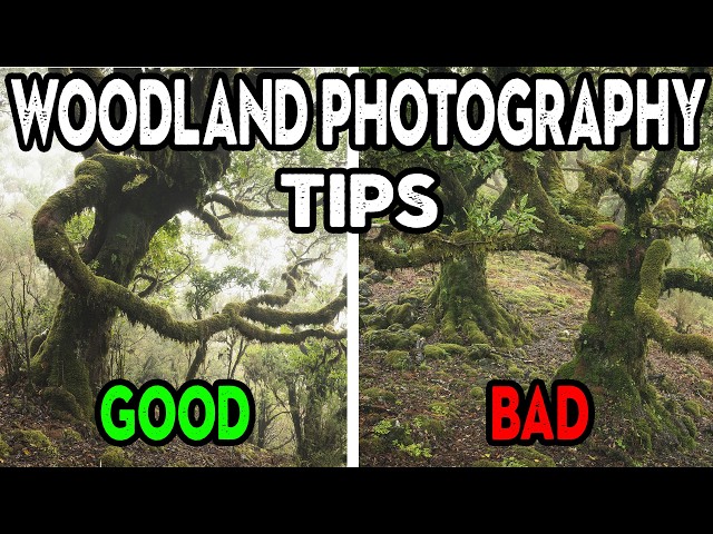 Woodland Photography Tips (composition review)