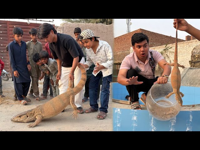 Big Lizard Ko Pakar Lea 😱