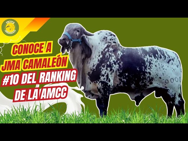 ¡Increíble! Este Toro Mejora Fertilidad, Leche y ¡Hasta Ubres! 😱🧬 JMA Camaleón