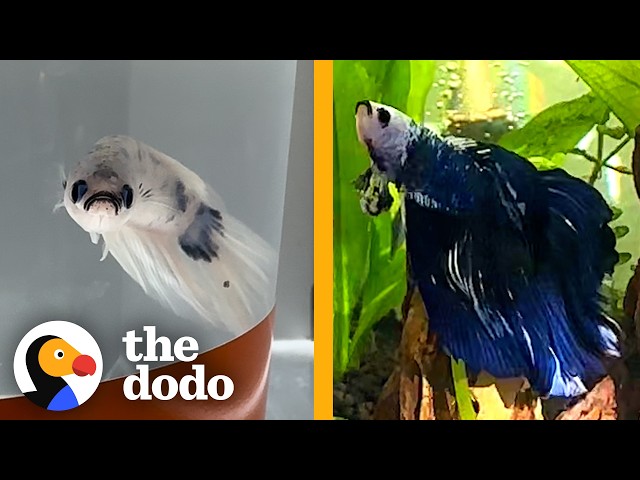 Watch This Sad Betta Fish Turn the Brightest Blue When He’s Happy Again | The Dodo