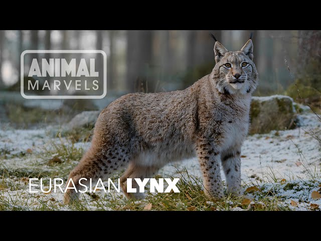 The Hidden World of Europe’s Elusive Cat: Eurasian Lynx