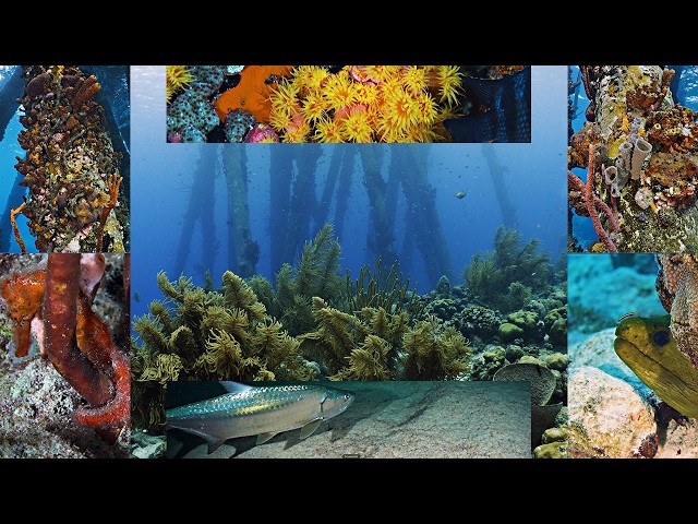 Bonaire Salt Pier Sponge Rescue ep. 59 #4k #uhd