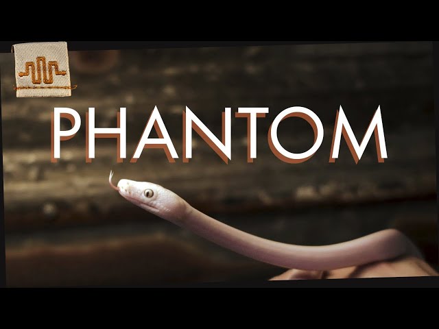 THE PHANTOM! [Morph Spotlight]