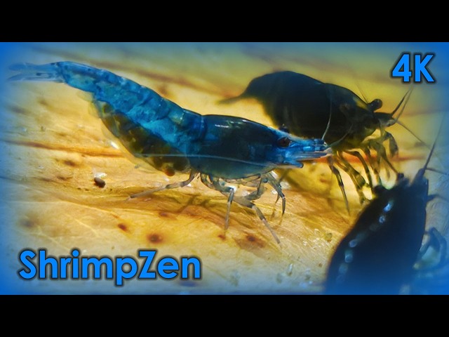 🔴 Live Aquarium Feed | Planted Shrimp Tank & Chill Beats | 21/07/2026