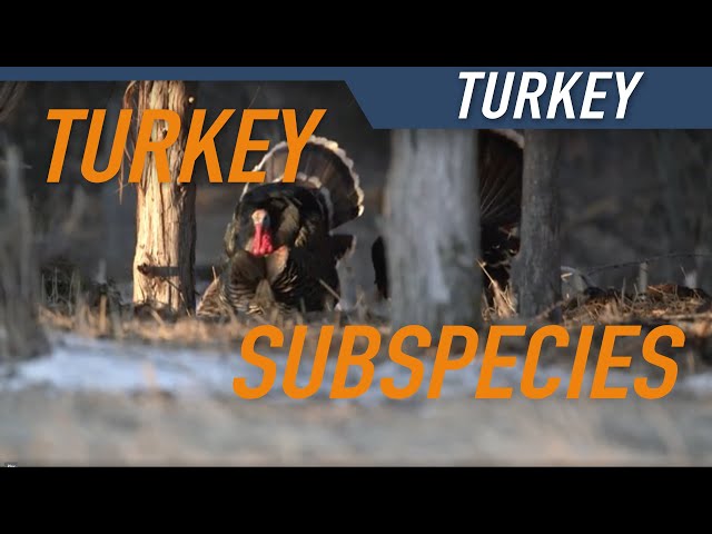 IDENTIFYING TURKEY SUBSPECIES | Talking Turkey with Hunters Connect