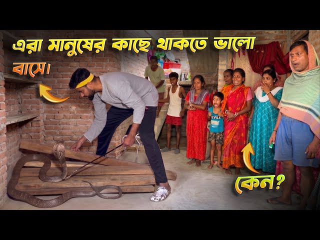 গোখরো সাপ মানুষের কাছে থাকতে ভালোবাসে কেন? সাবধান হোন আজই! Cobra vs Man #snake #information #cobra 