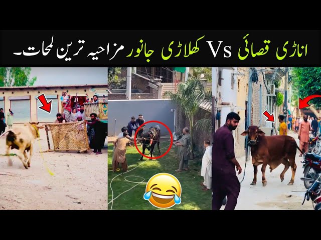 Anari Qasai Vs Khiladi Qurbani Animals Funny Videos 😂 | Funny Qurbani Animals 2026 | Part 2