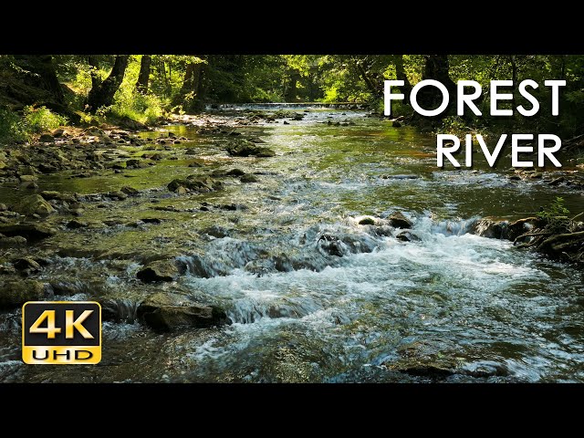 Forest River - Stream Sounds for Sleeping - No Birds - Relaxing Nature Video - Water Flowing 10 Hour
