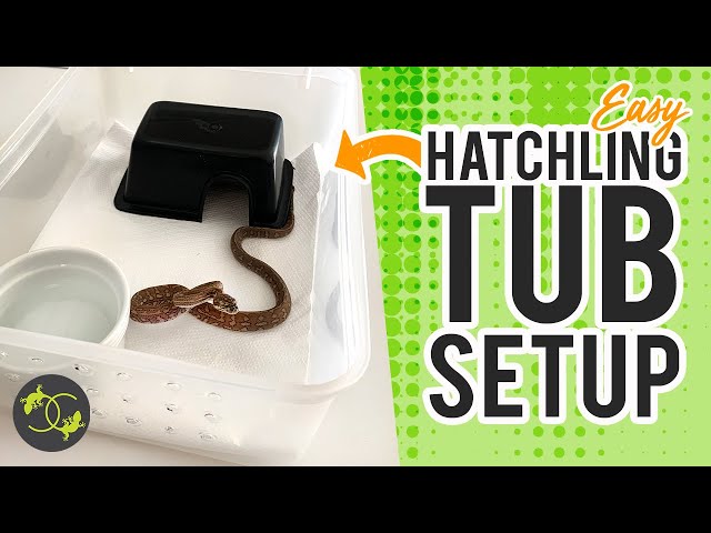 Setting up a Hatchling Snake Enclosure/Tub - Cookies Critters - 2021