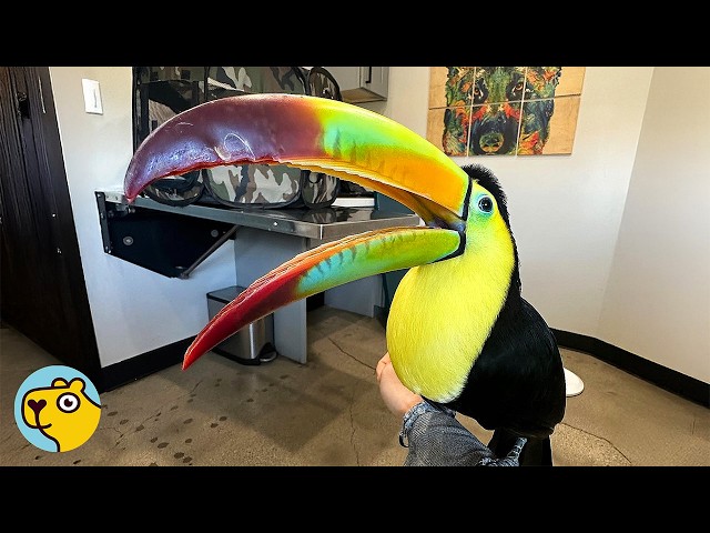 Gorgeous Toucan Started Purring Like A Cat When he Got Scratches