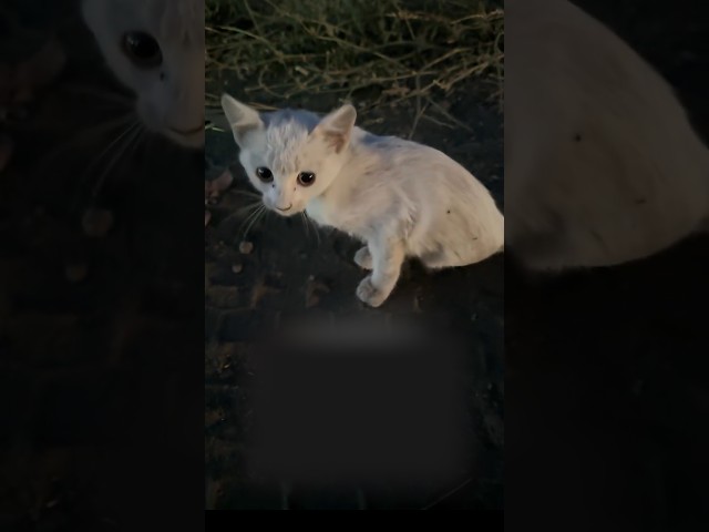 Ukrainian Rescuers Stop For Tiny Kitten Stranded On Highway At Night | The Dodo