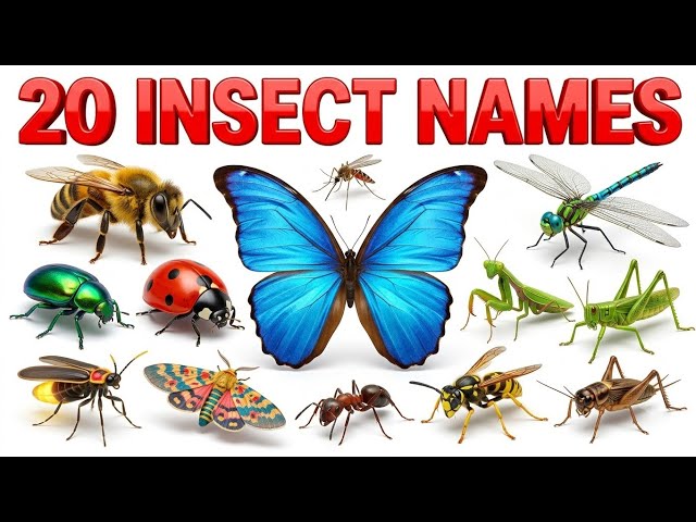 20 Insect Names for Kids 🦋 | Learn Insects in English | Fun Learning Video