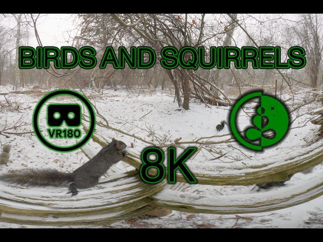 BIRDS AND SQUIRRELS | VR180 | Nature Experience