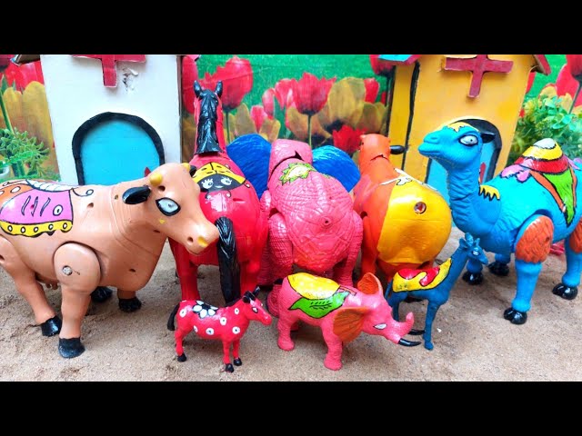 WADIDAU🤩💞‼️PROCESO‼️CORTE DE VACA🐄🦌🐫🐘‼️QURBAN‼️Videos de vacas 986