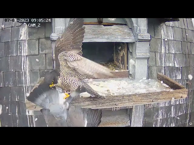 2023 04 07 important brossage de plumes d'un ramier