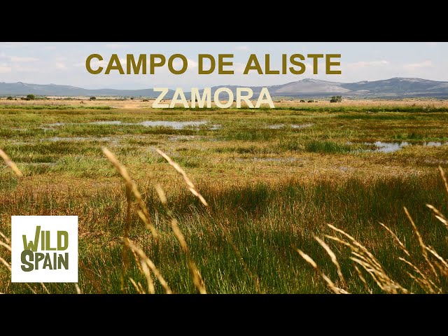 Wild Spain - Capítulo 214 - Campo de Aliste, Zamora.