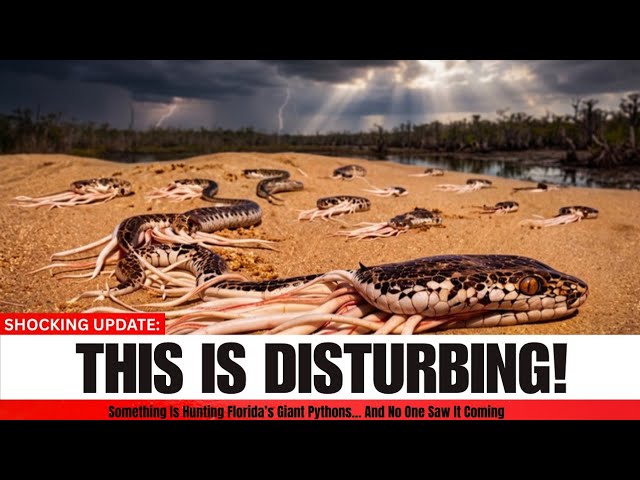 Something Is Hunting Florida’s Giant Pythons… And No One Saw It Coming