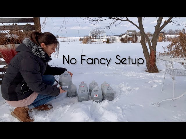 Winter Sowing Flower Seeds in Jugs (No Grow Lights & No Fancy Equipment)
