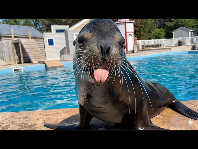 Funniest Seal/sea Lion Videos Hilarious Compilations