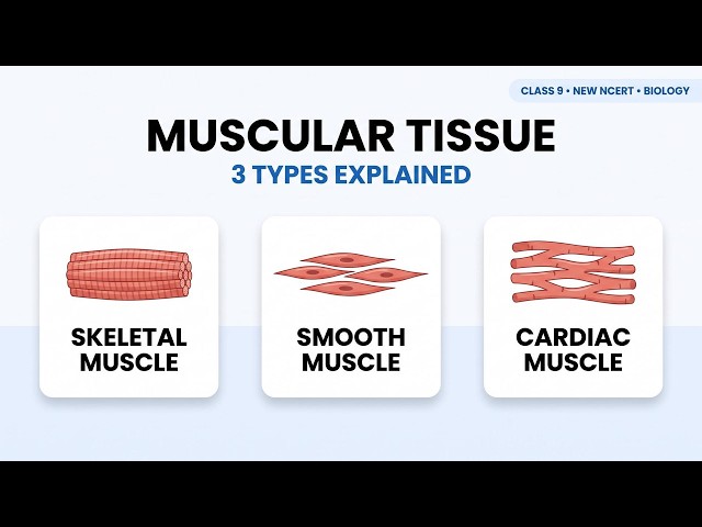 Muscular Tissue: Everything You Need to Know for Class 9 | New NCERT |