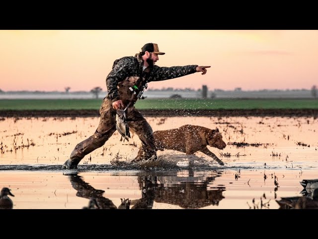 40 Bird Muddy Duck Hunt with My Dog Fred!!