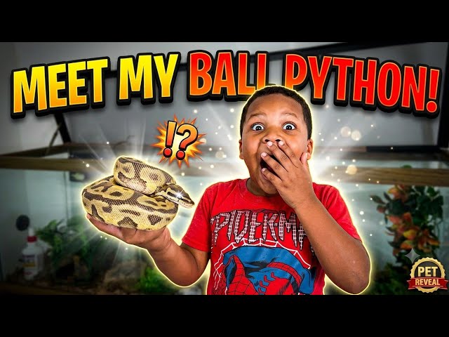 MY BALL PYTHON IS SO COOL! 🐍 😱 Ball Python Facts + Room Tour!
