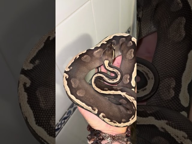 Pitón Bola Fase Ghi Mojave nacida en www.constrictorchile.cl