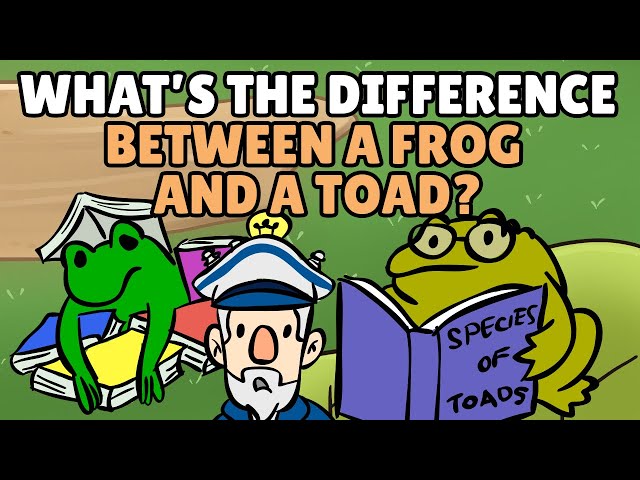 What's the Difference Between a Frog and a Toad? | Are Toads Poisonous