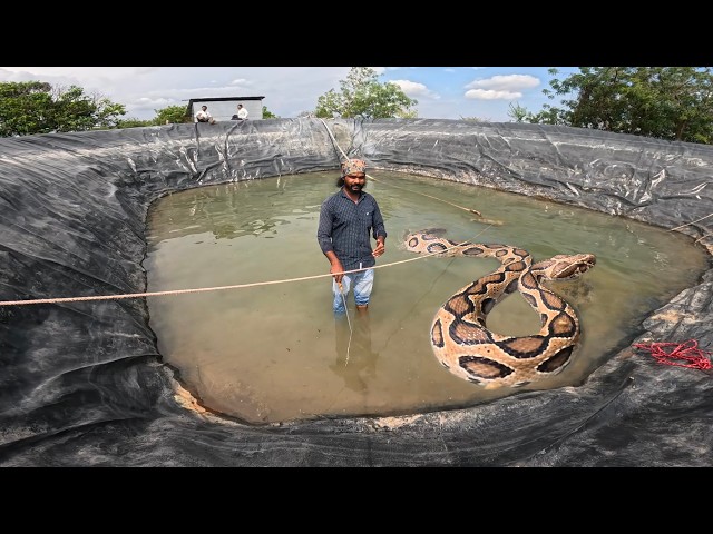 Watch how Asia’s most venomous and dangerous snake, trapped in a farm pond for days, was rescued