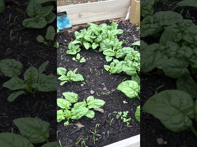 Raised beds 100% planted! Use code TREEHOUSEGARDEN to get 10% off at Olle Gardens!