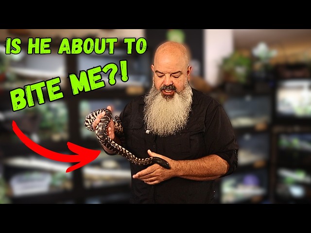 Mastering Snake Behavior & Body Language