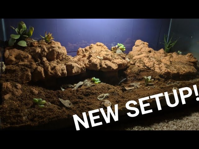 NEW NATURALISTIC BALL PYTHON SETUP (Custom Built!)