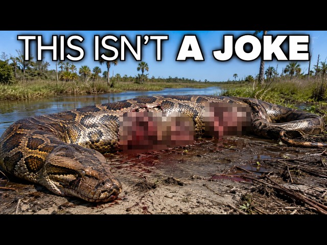 Scientists Finally Found What’s Hunting Giant Pythons in Florida — And It Shouldn’t Be Possible