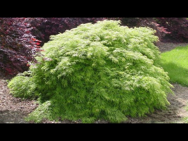 ARCE JAPONÉS VIRIDIS