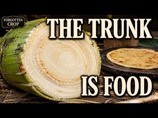 The Banana Relative That Feeds Millions Without Edible Fruit