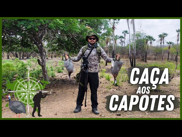 WILD GUINEA FOWL HUNTING #guineafowl #hunting #guineafowl #sportshooting