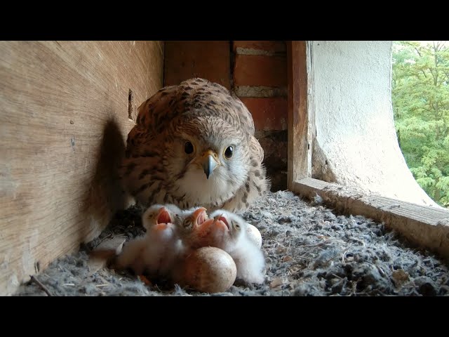 Turmfalken Paar brütet, Küken schlüpfen und beinahe Unfall
