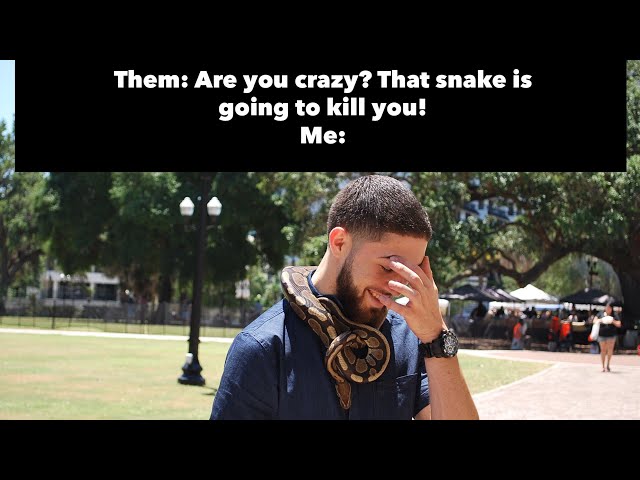 Snake Behavior Ft. All My Pet Snakes (Ball Pythons, Brazilian Rainbow Boa, Texas Rat Snake)