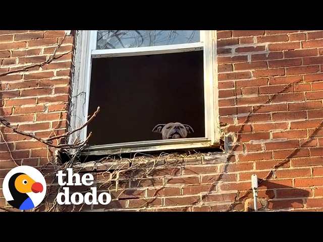 Pittie Asks People To Save Him From An Abandoned House | The Dodo