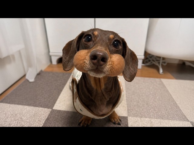 Funniest Dogs Being Absolutely Hilarious! 🤣 Funny ANIMAL Videos 2026!