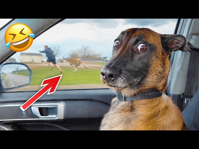 Funniest Animal Videos 2026 😂 Animals Being Completely Unpredictable