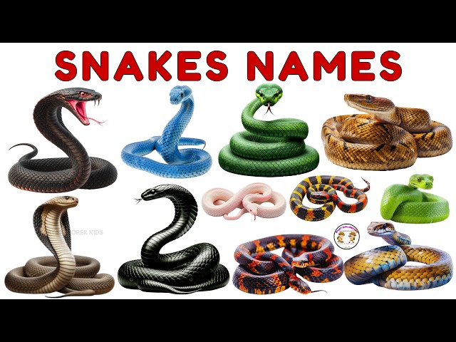 20 Amazing Snakes for Kids | Learn Snake Names | Reptiles & Creepy Crawlering Animal Sounds for Kids