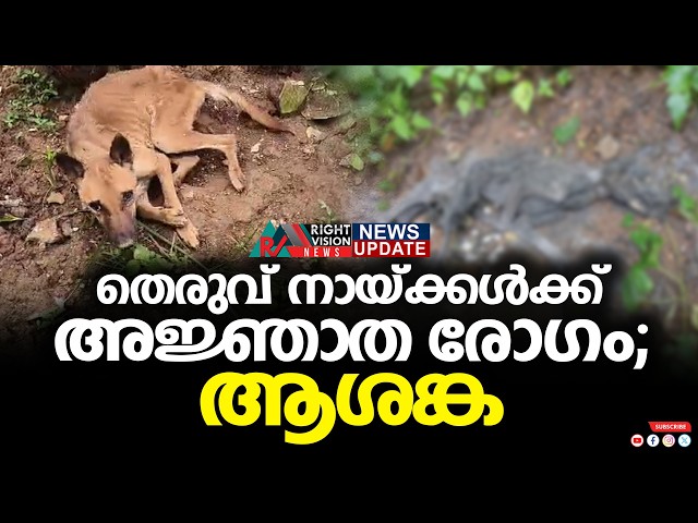 NEWS UPDATES | തെരുവ് നായ്ക്കൾക്ക് അജ്ഞാത രോഗം; ആശങ്ക | RIGHT VISION NEWS