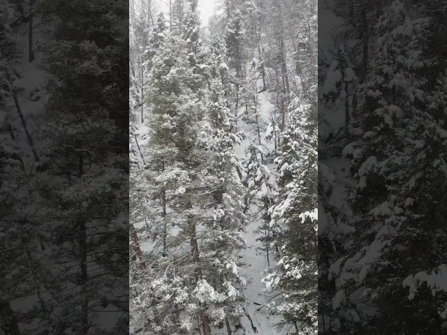 Above the Pines: Snowfall in the Rocky Mountains