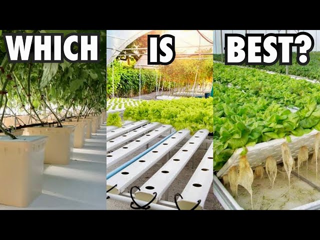 Which Hydroponic System Should You Choose?