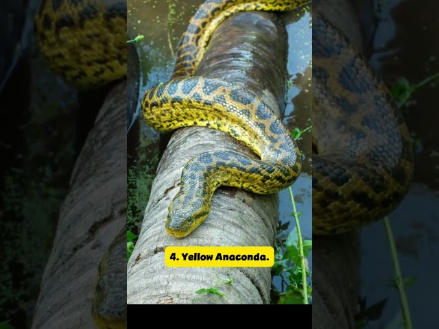 the largest snake in the world