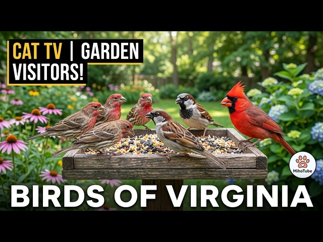 [Cat TV] 🐦 Relaxing Backyard Bird Cam For Bored Cats | 2026.08.11