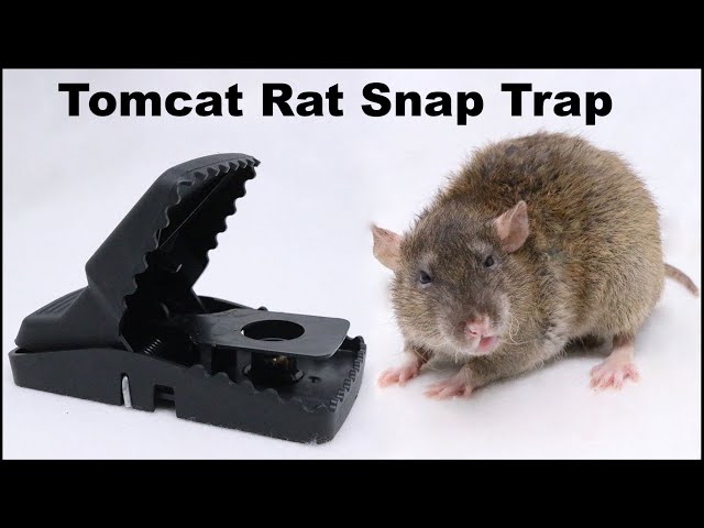 The Tomcat Rat Snap Trap & A Bobcat. Mousetrap Monday