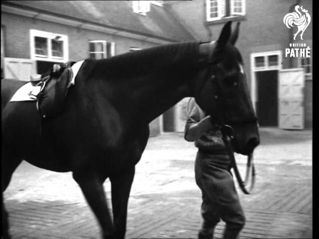 Royal Racehorse 'monaveen' (1949)