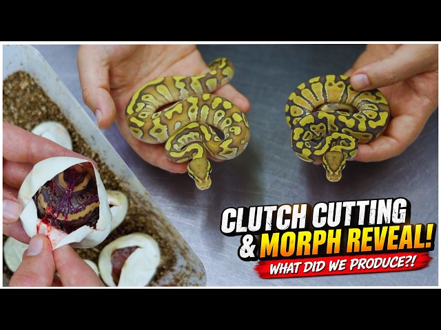 From Egg to Hatchling: Clutch Cutting & Morph Identification (2546)